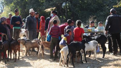 सल्यानको शारदामा निःशुल्क पशु स्वास्थ्य शिविर